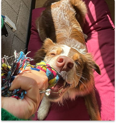 7 emotional support dogs roaming the halls